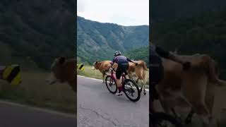 This Rider Actually Did This Kind Of Thing On The Way  Cycling  Road Bike [upl. by Cadmar]