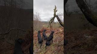 Pheasant Retrieved with Labrador Retriever Driven Shooting Gundog [upl. by Ledua]