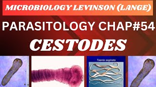 Cestodes Parasitology Microbiology complete lecture microbiology micro parasite mbbs [upl. by Nrehtac740]