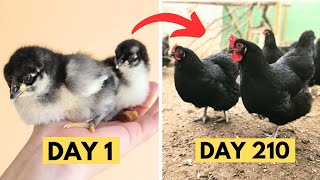 Black Australorp Chickens chick growth Day by Day  Black Australorp CHICKS Growth  Hen Growth [upl. by Revkah14]