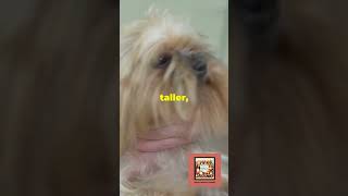 Comparative Guide Lhasa Apso vs Shih Tzu  Origins Traits and Care PetComparison CuteDogs [upl. by Ehr]