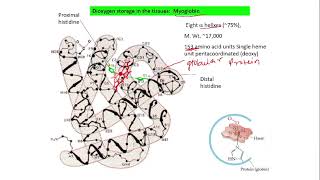 L4  CHI 230 BIOINORGANIC CHEMISTRY structure of Haemoglobin and Myoglobin [upl. by Hallette858]