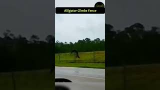 Alligator climbs fence in Florida alligator [upl. by Lola514]