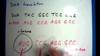 Biology 5 DNA translation [upl. by Daitzman]