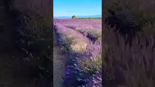 📍 Lavender Fields in Valensole France 🇫🇷 Enjoy the Beauty of France 🇫🇷 [upl. by Dorsy]