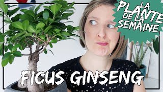 🌿 Le Ficus Ginseng ou ficus bonsaï  microcarpa  mes conseils dentretien laplantedelasemaine​ [upl. by Nilkcaj255]