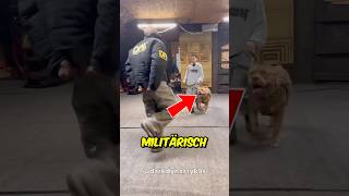 Militärhund zeigt was er kann 🤯 [upl. by Whale937]