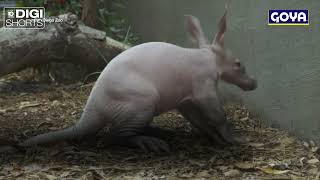 BABY AARDVARK DIGI SHORT [upl. by Rotciv]