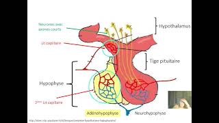 Endocrinologie  Généralités  Cours 1 [upl. by Mark]