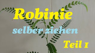 Robinie selber ziehen Teil 1 [upl. by Akenor]