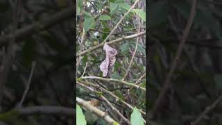 White sapote tree casimiroa edulis 冰淇淋果 agriculture permaculture growth trees [upl. by Assirok]