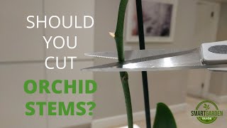 Do You Trim Orchid Stems [upl. by Dinah367]