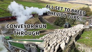 How does the conveyor work First step done to breed the BEST cheviot tups [upl. by Nylarat]