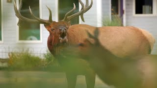 Elk Rut in Downtown Estes Park [upl. by Boarer58]