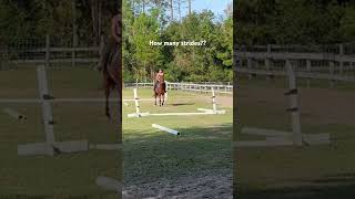 How many strides equestrian fypシ゚viral pony hunterjumper [upl. by Nnylrefinnej]