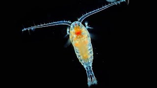 Facts Copepods [upl. by Adlesirhc734]