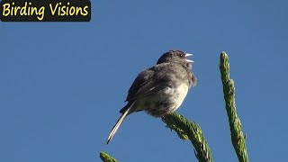 Darkeyed Junco singing  Appalachian mountains Virginia [upl. by Publea]