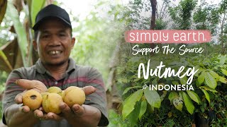 Nutmeg Straight From A Fully Organic Farm in Indonesia [upl. by Regdirb]