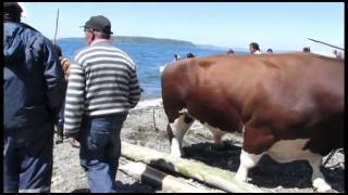 quotTiradura de Casaquot Archipiélago de Chiloe 2013 [upl. by Edythe]