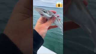 Squalo 🦈 piu piccola del mondo  animali divertenti 9 short animali viralshorts [upl. by Imhskal54]