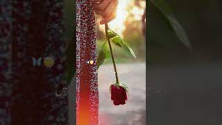 🥀Mohabbat💔 Best shairy in Urdu👈 Sad poetry 🥀 [upl. by Enilec]