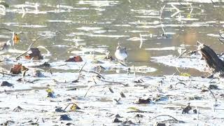 Shorebirds  Otter Creek Inlet 102024 [upl. by Nnire]