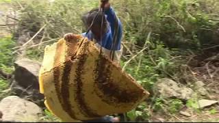 Honey Hunting of Jhilibarang  Patbat Nepal [upl. by Nnayram]