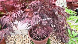 Japanese Maple trees Acer dissectum Crimson Queen beautiful red leaf maple that needs some sun [upl. by Willem329]