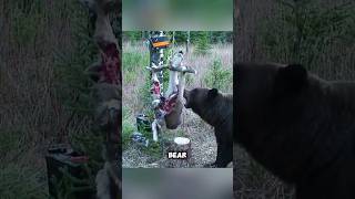 This bear is very intelligent shorts youtubeshorts viralshorts facts [upl. by Ecirrehs]