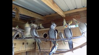 papugi nimfy w wolierze trzymane stadnieczy będą lęgicockatiel parrots kept in groups in an aviary [upl. by Halfon887]