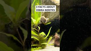 Crazy Zebra Nerite Facts in Your Tank shorts neritesnail snails fishkeeping aquarium [upl. by Iralam]