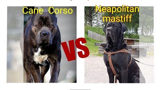 Neapolitan mastiff vs Cane Corso Dog Comparison by Dog tubed [upl. by Eldon]