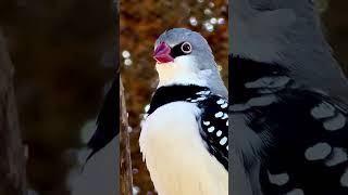 Diamond Firetail male Singing bird birds [upl. by Aninep]