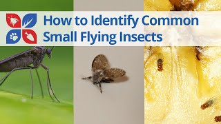 Common Small Flying Insects Identification  DoMyOwncom [upl. by Nairret]