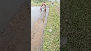 Farmers life farmerslife shortvideo like subscribe [upl. by Sedberry]