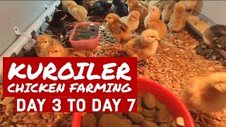 Kuroiler Chicken Farming For Beginners day 3 to day 7 [upl. by Irrok]