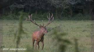 A Lombár bika agancsalakulása hat éven át Antler formation of the red deer stag over six years [upl. by Lilybelle]