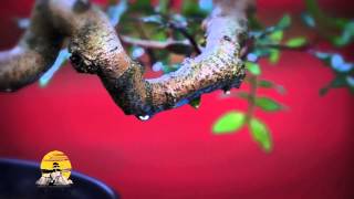 Pistacia Lentiscus Bonsai [upl. by Agnola903]