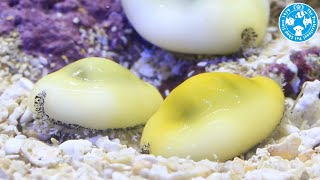 【チャーム】海水魚 貝 キイロタカラガイ Cypraea moneta タカラガイ charm動画 [upl. by Oznofla]