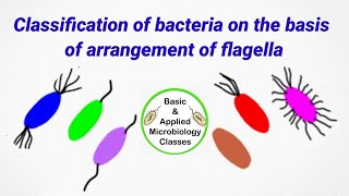 Classification of bacteria on the basis of flagella arrangement  Flagella arrangement in bacteria [upl. by Farand172]