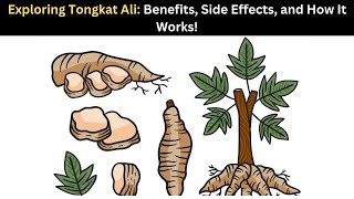 Exploring Tongkat Ali Benefits Side Effects and How It Works [upl. by Uy]