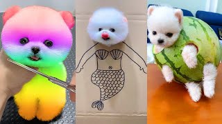 Cute Pomeranian Puppies Doing Funny Things 8  Cute and Funny Dogs [upl. by Wilfrid574]