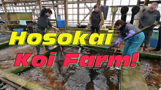 Perfekte Shusui auf der Hosokai Koi Farm Mit Koi Freak in Japan [upl. by Peoples]