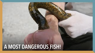 A Most Dangerous Fish  VOA Connect [upl. by Yremogtnom]