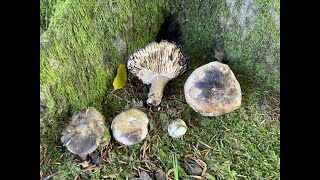 Identifying the Blackening Russula Russula nigricans [upl. by Ahc506]