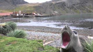 Screaming seal [upl. by Feune]