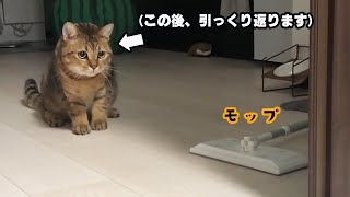 【神回】勝手にモップに驚き、鬼の猫パンチを連打するネコｗ [upl. by Sifan38]