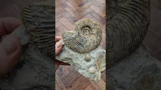 Rare Parkinsonia convergens ammonite fossil from the Inferior oolite fossiliferous [upl. by Darrow]