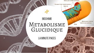 Biochimie  Métabolisme glucidique [upl. by Sremmus279]