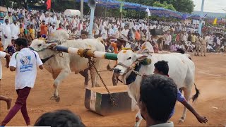 Ongole Bulls Race All Short Videos youtubeshorts [upl. by Ennayd]